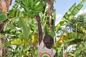 photo_from_cgiar